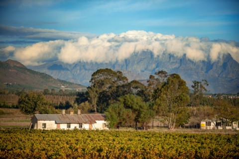 Vinewards near Cape Town.The Rovos Rail luxury train travelling between Cape Town and Pretoria in South Africa Pride of Africa beautifully rebuilt C
