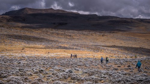 Trekkers on Sanetti plateau, Bale mountains national park, Ethiopia