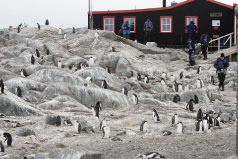 Gentoo Penguin ColonyPygoscelis papuaPort LockeroyAntarctic PenninsularBI007781