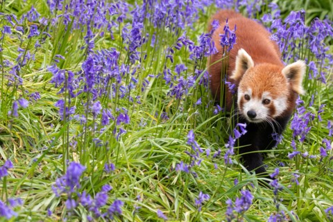 Red panda
