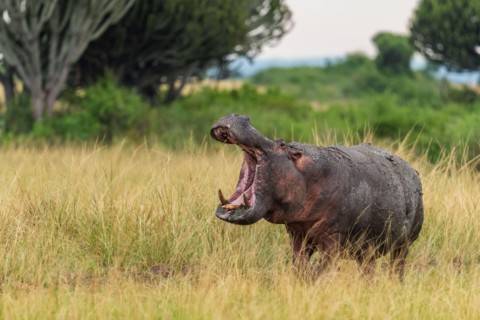 Hippopotamus - Hippopotamus amphibius, popular large mammal from African rivers and lakes, Queen Elizabeth National Park, Uganda.