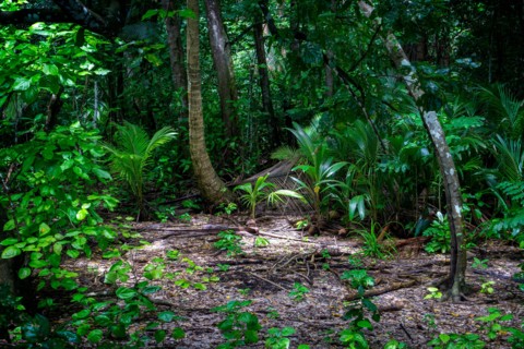 Rainforest vegetation on Conflict Islands, Papua New Guinea