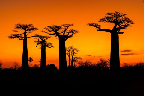Sunset at Avenue of the Baobabs in Morondava, Madagascar, Africa