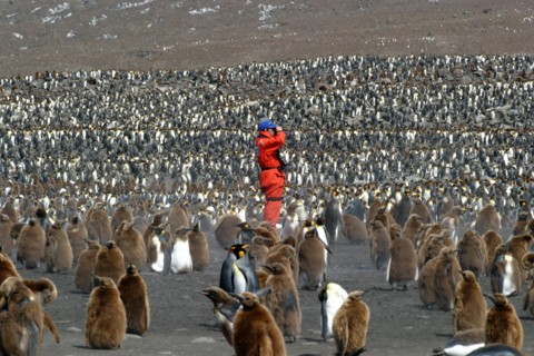 happy photographer with Massed King penguins at St Andrews Bay South Georgia the largest Rookery in the world