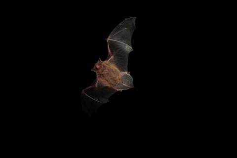 Pipistrelle Bat in flight.