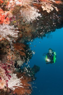 Scuba Diver at Coral Reef, Raja Ampat, West Papua, Indonesia