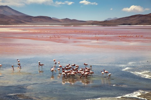 Flamingos on the Laguna Colorada, Bolivia, South America.