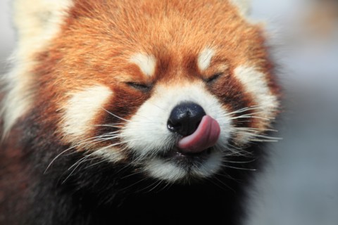 Lesser panda