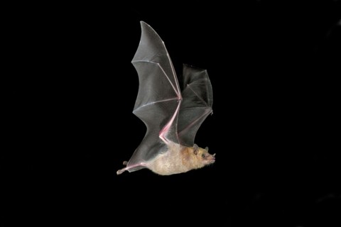 Lesser Long-nosed Bat Leptonycteris curasoae Amado, ARIZONA, United States 20 August Adult Phyllostomidae