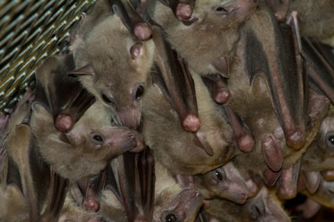 bat bats animal, asia, asian, australia, australian, bat, beautiful, black, branch, branches, country, day, down, ears, flying