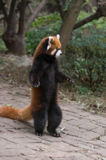 Red panda standing on its hind legs, Panda Research Base, Chengdu, China