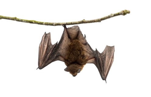 Old common bent-wing bat perched on a branch in front of white background