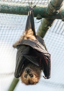 Bat roosting on the islet of Ile Aux Aigrettes in Mauritius.