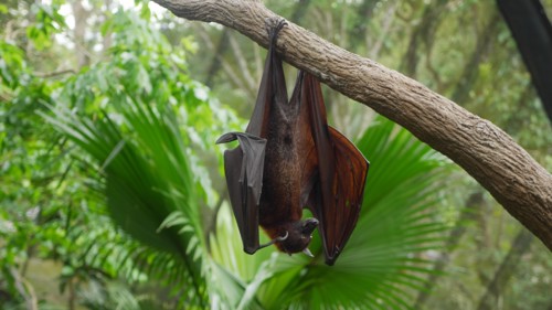 Fruit Bat/ MegaBat/ Indian flying fox/ Bats/ Bat resting on Tree/ Pteropus vampyrus/ Old World fruit bats/ fruit bats/ Herbivorous animal/ Bat Hanging