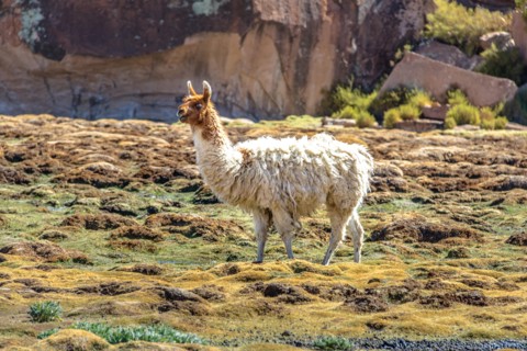 Llama in Bolivean altiplano - Potosi Department, Bolivia