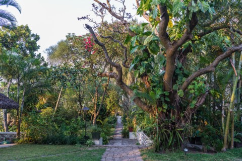 Hotel garden. Madagascar, Africa.