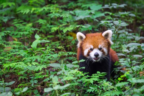 Portrait of a Red Panda , Ailurus fulgens , fire fox surrounded by plants