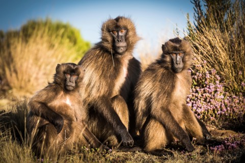 Gelada Baboons in the Simien Mountains National Park, Ethiopia, Africa