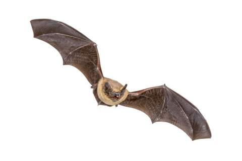 Flying Pipistrelle bat (Pipistrellus pipistrellus) action shot of hunting animal isolated on white background. This species is know for roosting and l