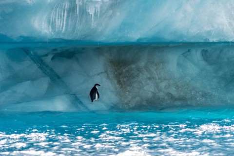 Penguin in Antarctica