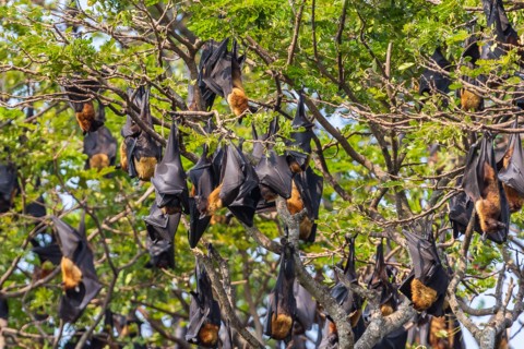 Fruit bat trees (Flying fox). Tissamaharama, Sri Lanka.