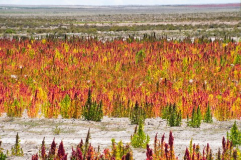 Quinoa field plantation, Uyuni, Potosi Department, Bolivia