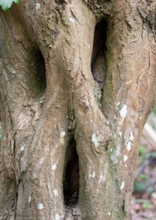 Pareidolia is the psychology of seeing faces in every day things like this tree