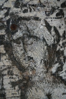 Human face is viewed in a natural growing tree trunk Pareidolia is the tendency for incorrect perception of a stimulus as an object, pattern or meanin
