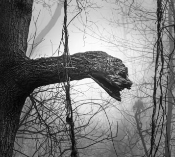 Black and white tree branch that looks like a serpent or dragon, pareidolia, in a foggy forest in winter or spring, Lancaster, Pennsylvania