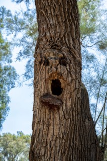 Shocked and surprised Human face is viewed in a natural growing tree trunk Pareidolia is the tendency for incorrect perception of a stimulus as an obj