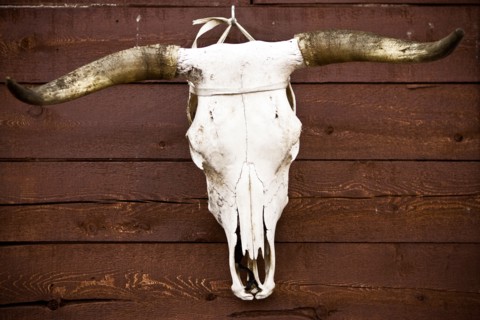 An animal skull hangs on a wall the Kitigan Zibi Algonquin Native reserve in Quebec, Canada