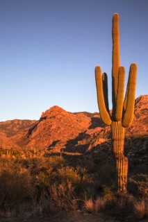 Arizona's Catalina State Park