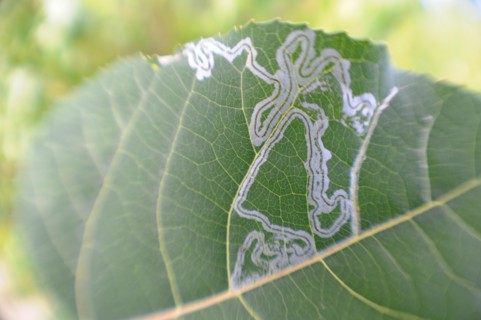 Leaf Miner Leaves Line Art in Leave