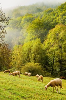 Sheep and mist in the Mimente valley on the Robert Louis Stevenson Trail in the Cévennes, Lozère, France