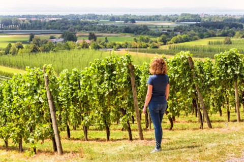 Vineyard rows overlooking grape fields, young woman looks at green vine plantations. Panorama of vineyards in valley. Concept of viticulture, people i