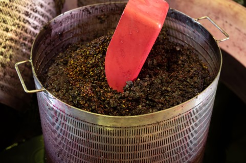 Harvest works in Saint-Emilion wine making region of Bordeaux, picking, sorting with hands, crushing Merlot or Cabernet Sauvignon red wine grapes, Fra