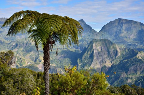Palmier devant le cirque de Salazie; île de la réunion, France