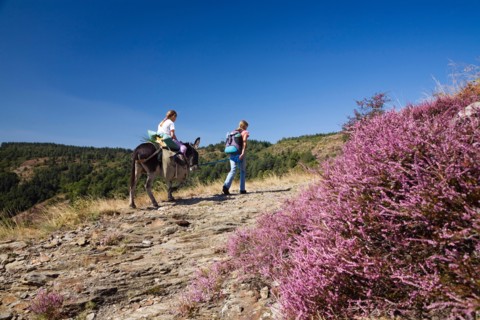 hiking family with a donkey in the Cevennes mountains, France, Cevennes National Park