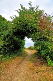 passage through shrubs at coastal walking trail GR34 at the Breton coast, France, Brittany, DÚpartement C¶tes-dÆArmor, PlÚneuf-Val-AndrÚ
