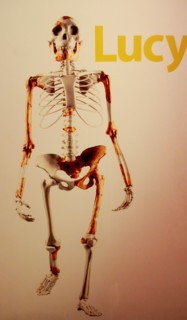 Ethiopia, Addis Ababa, the National Museum, Lucy is a collection of several hundred pieces of fossilized bone representing 40 percent of a female of t