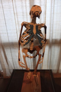 Addis Ababa, at the Ethnological Museum, picture of Luci, Lucy refers to the 1974 Afar Triangle discovered partial skeleton of a