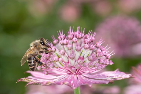 Bee - Apis mellifera - pollinates a blossom of the great masterwort - Astrantia major