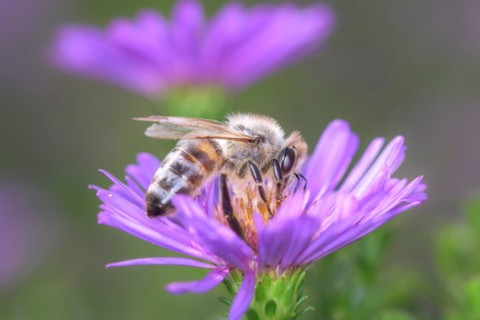 Bee - Apis mellifera - pollinates a blossom of the rice button aster or bushy aster - Aster dumosus
