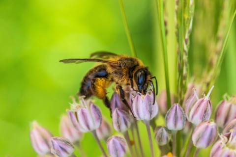 Andrena sp. Mining Bee on a Flower