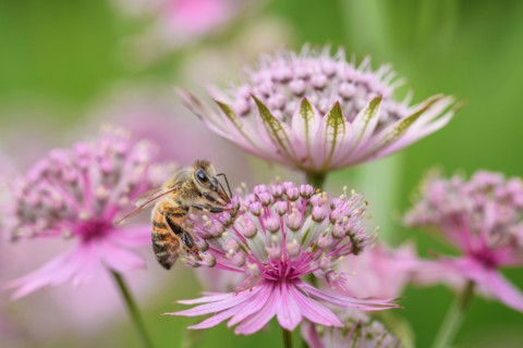 Bee - Apis mellifera - pollinates a blossom of the great masterwort - Astrantia major