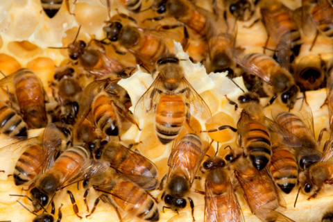 A colony of honey bees.