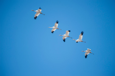 Whooping Cranes migrating