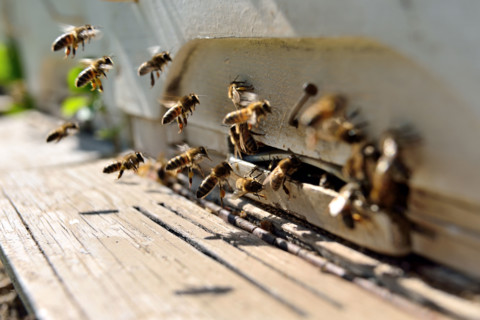 bees flying in front of a beehive