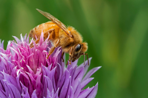 Italian Cordovan bee (Apis mellifera ligustica), subspecies of the western honey bees collecting nectar from flowering chives