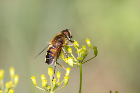 Honey bee pollinating a flower, Croatia, 2017